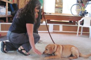 Makoa was the star pupil during a puppy training class recently held at Katie High's residence. High offers four weeks of classes for puppies 5 months old and younger. Obedience training is available for dogs older than 5 months.