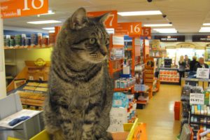 Coaster has a favorite resting spot, by the copier, at Lutz Hardware, in downtown Camas. At night, the 13-year-old male cat goes home with store owner Aaron Lutz. "He's just a fun guy," Aaron said. "He sleeps 'til noon, follows me and sleeps again."