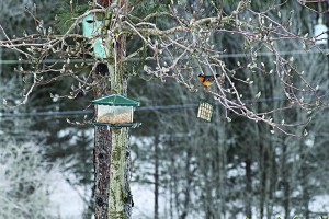 Birds navigated icy tree branches to get to the seeds in a feeder at one Washougal home.