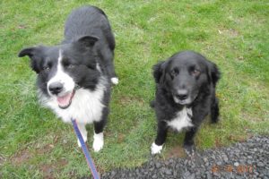 Border Collies Ben (left) and Bella (right) are happily back together under one roof. They were among the dogs that belonged to Steven Stanbary, of Washougal. Stanbary set fire to his house after killing his wife and her twin sister Dec. 7. Ben and Bella were reunited on Super Bowl Sunday after Jeff and Belinda Hickey brought Bella to the West Columbia Gorge Humane Society dog shelter to see Ben. "We were just curious about him to begin with," Belinda Hickey said. "We've always had dogs. We were enjoying Bella. We thought it would be nice for the two of them to be together."