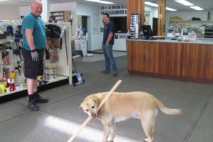 Brett Scott and his son, Ryken, enjoy having Kona, at work with them at Washougal Lumber Co., Inc. The yellow labrador retriever enjoys playing with quarter inch laths that can hold garage sale signs or tomato plants.