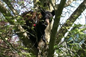 Photo courtesy of WDFW Sgt. Jeff Wickersham
Washington State Department of Wildlife officials captured a bear that was spotted wandering through Camas neighborhoods on Friday. According to WDFW Sgt. Jeff Wickersham, the animal, approximately 60 pounds, was relocated to Skamania County.