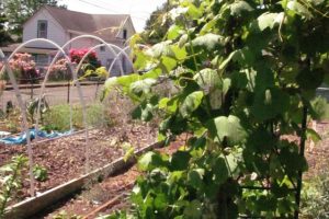 Some local residents have been growing vegetables at 1835 "D" St., without paying community garden fees to Washougal. They can continue to garden there, but it will cost $12 for a space this year. "We might be doing something different for next year," said Rose Jewell, the administrative assistant to the Washougal mayor and city administrator.