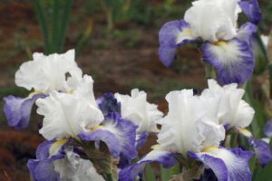 The Fabuleux Cayeux is on display at the Mount Pleasant Iris Farm.