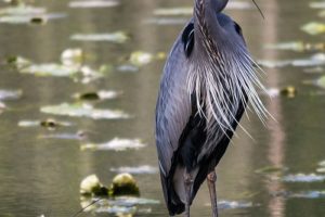 This image of a Blue Heron by Stephanie Schuldt of Camas took second-place in the Columbia Gorge Refuge Stewards student photo contest.