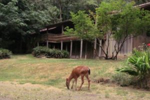 Deer wander freely around the 142 acres of grounds of Camp Melacoma, and are even hand-fed by Dodi and Andy Jensen, who formed the non-profit Camp Melacoma Association to purchase the site. Nieman Lodge (pictured above) includes a dining room for 200 people, sleeping quarters and kitchen. Due to high levels of naturally occurring arsenic found in the water, the facility has not operated as a camp since 2010. A water treatment plan is being formulated.