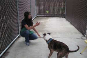 Malini Naidu tosses a ball for Castilla. Teen volunteers walk and socialize the dogs, in addition to cleaning and laundry duties.