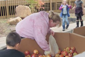 Area residents will have their choice of Fuji, Gala, Honey Crisp, Braeburn and golden delicious apples, as well as D'Anjou pears, at the annual Apple Festival, Sunday, Oct. 9 at Riverside Adventist Christian School, in Washougal. The event also includes face painting, "Old Tyme country photos" and a "country junque store," featuring books, puzzles and toys.