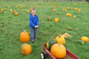 Selecting just the right pumpkin is a challenge for many. Sometimes, it is necessary to choose at least two.