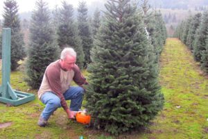 Art Malfait chops down a Fraser fir for his first customer last week.