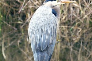 Hosman snapped this photo of a great blue heron at the National Wildlife Refuge in Ridgefield. "He or she did a good job of posing for me," he said of the bird.