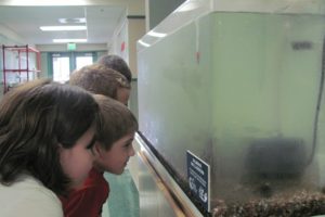 Jaidyn Flores, Brayden Kassel, Owen Edwards and Holden Bea check out the 15 Coho fingerlings. The Cape Horn-Skye fourth-graders are participating in the Salmon in the Classroom program.                               