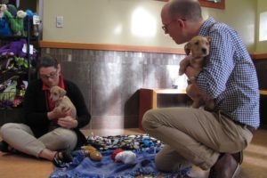 Mary Clayton, adoptions supervisor for the Humane Society for Southwest Washington,  and Sam Ellingson, outreach and strategic partnership coordinator, interact with puppies. Dogs, cats, puppies and kittens will be delivered as "cuddle squads" to holiday gatherings and workplace parties Dec. 16  and 17, for donations to the HSSW.  