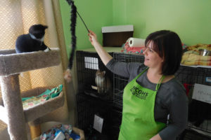 Cat Shelter Manager Ami Prevec interacted with Jalen, a kitten recently transported from Utah, as another cat "Cream Cheese " looked on, Monday, at the West Columbia Gorge Humane Society, in Washougal. The WCGHS arranged for the transfer of 29 cats from an over-crowded shelter in Utah. The cats are available for adoption. 