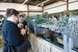 Fairgoers enjoyed the "Walk on the Wild Side," animal exhibit which included several varities of snakes, lizards and even a tiger.