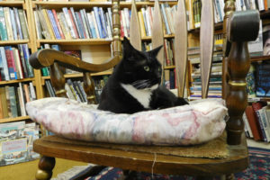 Emerson, a former resident of the West Columbia Gorge Humane Society in Washougal, was recently adopted by the owner of Vintage Books, in Vancouver. Becky Milner brought Emerson, previously named Topper, to her business after Henry, a 19-year-old beloved feline, died six weeks ago. Another cat, Dickens, also lives at the bookstore. 