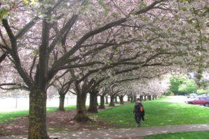 A student walks past Shirofugen cherry trees on the Clark College campus. The trees, from Japan, were given to Vancouver in honor of the 100th anniversary of Washington's statehood in 1990. The college's Sakura Festival will be free and open to the public Thursday, April 13. (Post-Record file photo)