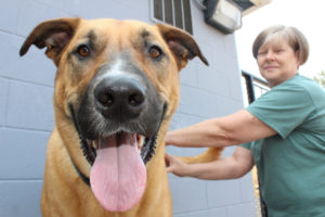 West Columbia Gorge Humane Society volunteer Kathy Roberts pets Roscoe, a big, friendly guy who is available for adoption at the Washougal-based animal shelter, outside the Humane Society on Monday, Aug. 7.