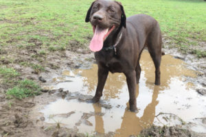 Phil Gibbs, a Vancouver resident, captured this joyful photo of his dog, Kira, playing off-leash at a Clark County park. Camas-Washougal residents hope to soon have another off-leash dog park for their pets, since the last one in this area closed in April. (Contributed photo courtesy of Phil Gibbs)