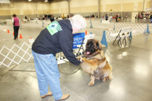 Greater Clark County Kennel Club President Don James shakes his dog Mickey's paw at the kennel club's dog show on Monday, Dec. 4. The club will host another dog show, free and open to the public, this weekend, in Ridgefield.