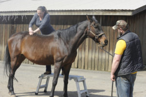 Dr. Karen Holen (left) stands on a chiropractic adjusting bench to work on Jayme, a 21-year-old mare, at Windy Ridge Farm in Washougal on March 29, as the horse's owner, Tanner Hughes (right), watches. 