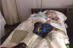 Arthur Nichols lies in a bed at the Community Care Hospice Center in Vancouver with his two dogs, Sammy (bottom, in red) and Frankie (center, in blue) a few days after surviving a Feb. 14 fire at his Camas home. (Contributed photo courtesy of Cathy Nagode)