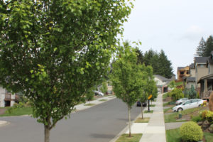 Street trees line a newer residential development near the intersection of Northwest 41st Avenue and Northwest Astor Street in Camas. 