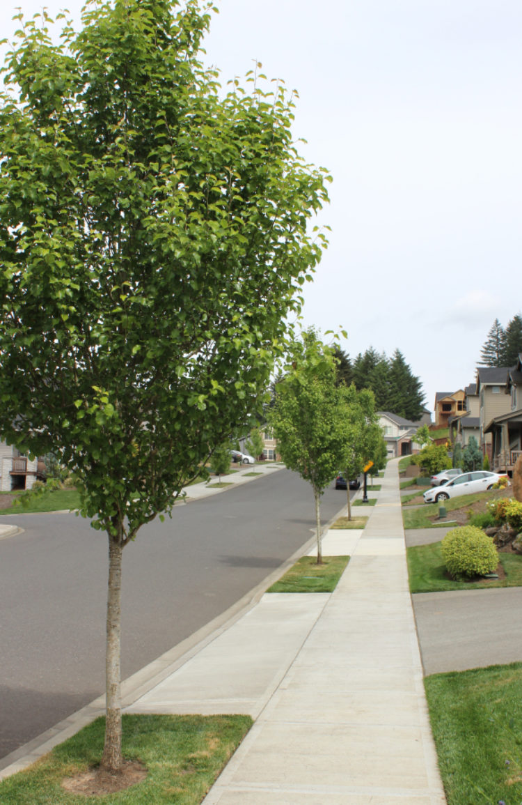 Camas moves to save its trees CamasWashougal PostRecord