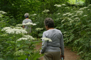 Brilliant white cow parsnip flowers surround the Cape Horn Trail in the Columbia River Gorge. 