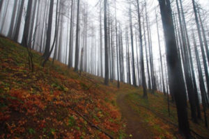 The Columbia River Gorge National Scenic Area (Contributed photos courtesy of Friends of the Columbia Gorge)