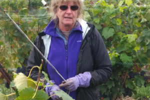 Cheryl Hall, co-owner of Columbia Gorge Vintners, works in her family's Washougal-based vineyard.