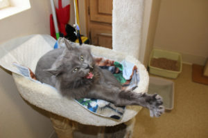 Post-Record file photo 
 A former shelter cat stretches from its cozy perch inside the West Columbia Gorge Humane Society in Washougal in 2017. The local humane society is trying to see if training cats using positive reinforcement methods will help shelter kitties find their "forever home." (Doug Flanagan/Post-Record)