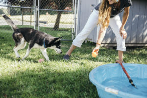 (Contributed photo courtesy of West Columbia Gorge Humane Society) A West Columbia Gorge Humane Society volunteer plays with a dog at the Washougal-based animal shelter. 