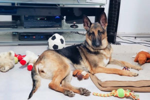 Jade, an 11-year-old German shepherd, was adopted from the West Columbia Gorge Humane Society by Vancouver residents Jerry and Dena Rossi. (Photo courtesy of West Columbia Gorge Humane Society)