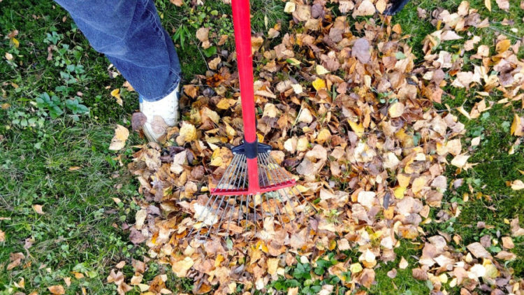 coupons-available-for-free-leaf-disposal-camas-washougal-post-record