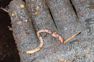 Washougal resident Brandon Higgins holds a worm in his hand. Higgins started a "worm farm" in 2020 that he hopes to turn into a business. (Contributed photos courtesy of Brandon Higgins)