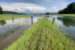 Steigerwald Lake National Wildlife Refuge's newly reconstructed floodplain was put to the test in June 2022 as heavy rains and mountain snow runoff inundated the area with water. (Contributed photos courtesy of the Lower Columbia Estuary Partnership)