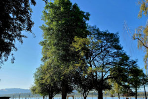 Seven trees at Parker's Landing Historical Park have been chosen by the Washington State University Master Gardner Program for its Clark County Historical Tree catalogue. (Contributed photos courtesy Parkersville Heritage Foundation)