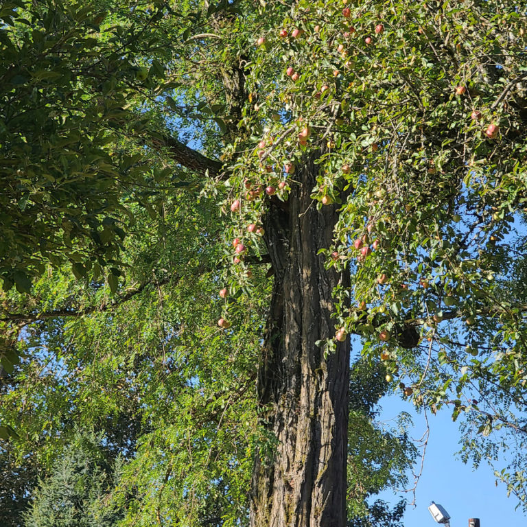 Seven trees at Parker&#039;s Landing Historical Park have been chosen by the Washington State University Master Gardner Program for its Clark County Historical Tree catalogue.