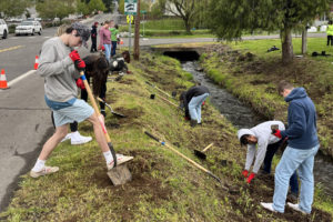 Contributed photo courtesy Janet Grove 
 Washougal High School Advanced Placement environmental science students plant native plants alongside Campen Creek in Washougal on Friday, May 5. (Contributed photos courtesy of Janet Grove)