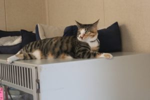 A cat relaxes at the West Columbia Gorge Humane Society's cat shelter in Washougal in January. The WCGHS will hold its first annual 