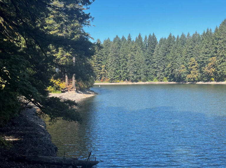 As they craft the Camas Parks and Open Space Management Plan, Camas city leaders are rethinking how they view nature, including the City&rsquo;s nearly 3,400 acres of urban tree canopy. Here, trees along the shore of Lacamas Lake can be seen from a trail in Camas' Heritage Park in September 2023.