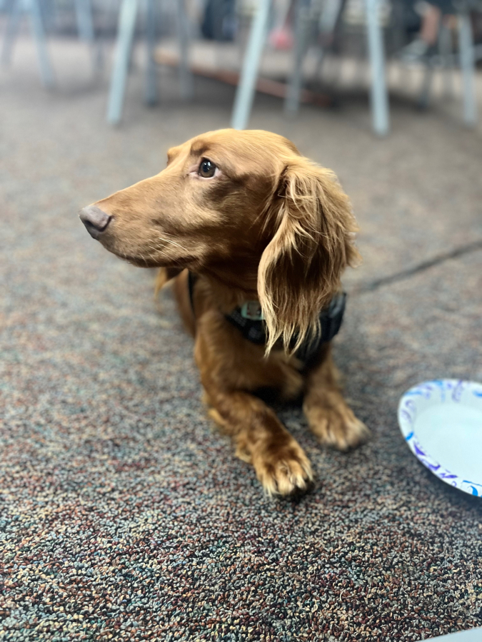 A dog named Toby relaxes at his owner's feet during a Recovery Cafe pop-up held inside St. Anne's church in Washougal, Monday, July 15, 2024.