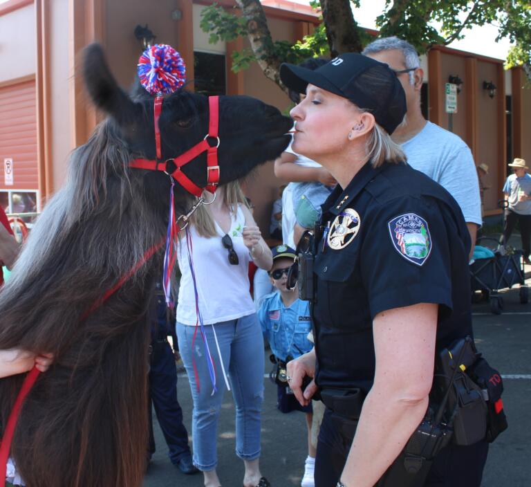 Camas Police Chief Tina Jones "kisses" Beni, from the Ridgefield-based Mountain Peaks Therapy Llamas and Alpacas, during the 2024 Camas Days festival, Friday, July 26, 2024. (Kelly Moyer/Post-Record) 