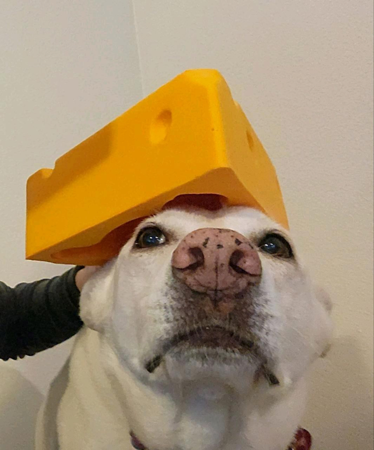 Contributed photo courtesy of Andy and Tiffany Regan
Cora, an 8-year-old Labrador retriever-German Shepherd mix, sports a cheese hat in honor of the newly opened Camas Cheese Co. shop in downtown Camas that is owned and operated by Cora’s human parents, Andy and Tiffany Regan.