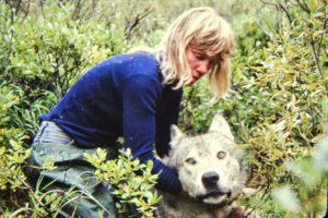 Biologist and wolf research Diane K. Boyd examines a wolf during the 1980s. (Contributed photo courtesy of Writers on the Range)