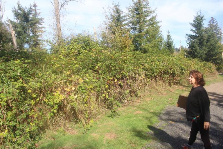 Washougal resident Brett Tarnet stands next to a blackberry briar at Mable Kerr Park in Washougal on Oct. 10, 2024.