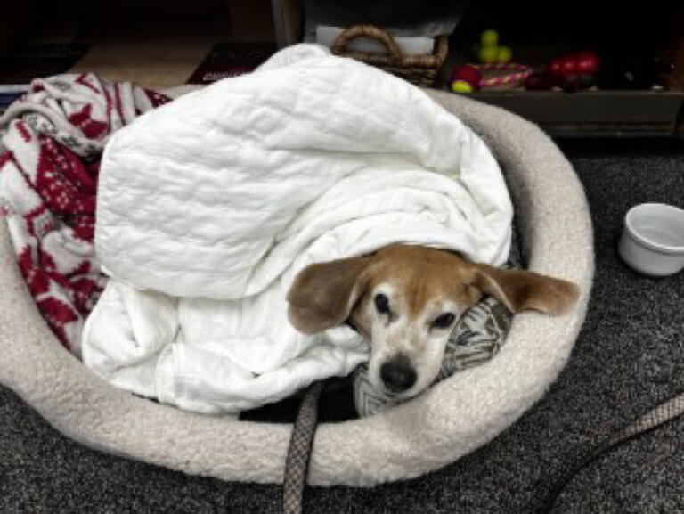 Dave and Molly Fletcher&rsquo;s dog, Cooper, relaxes at One Stop Home Furnishings in Camas, on Monday, Oct. 14, 2024.